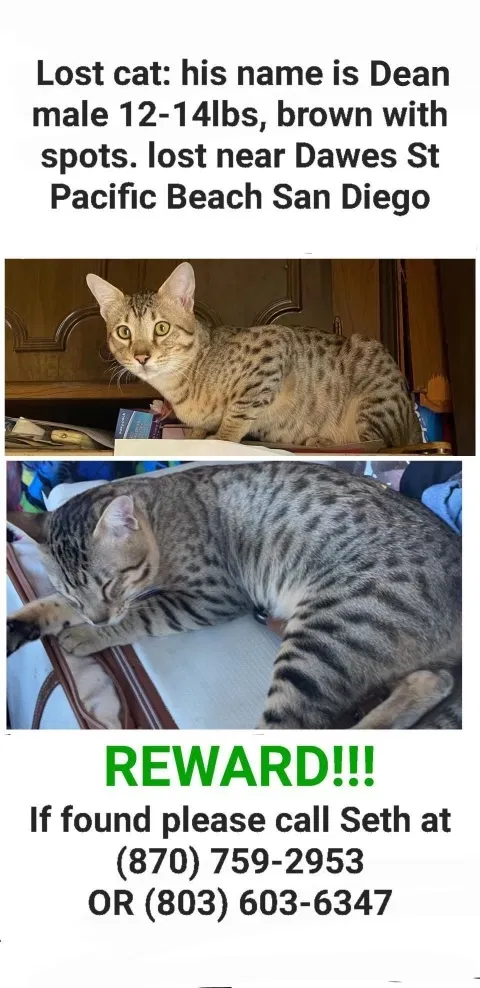 Lost cat in San Diego, CA, 92109