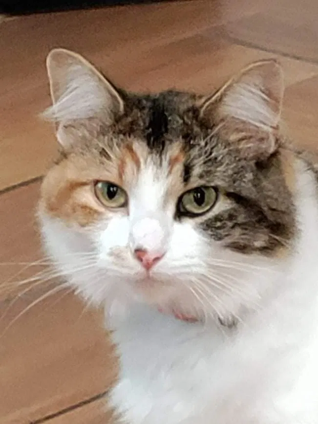 Lost cat in Dayton, OH, 45424