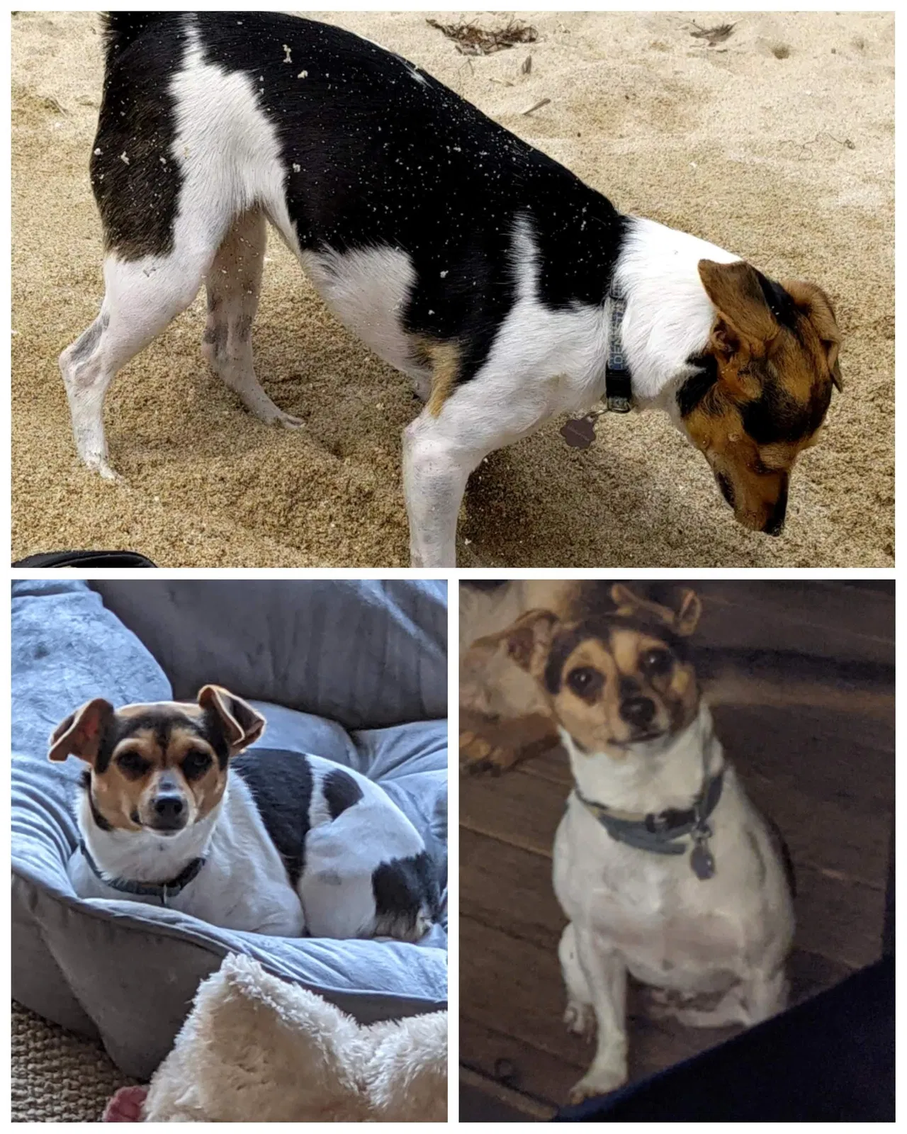Lost dog in San Mateo, CA, 94401