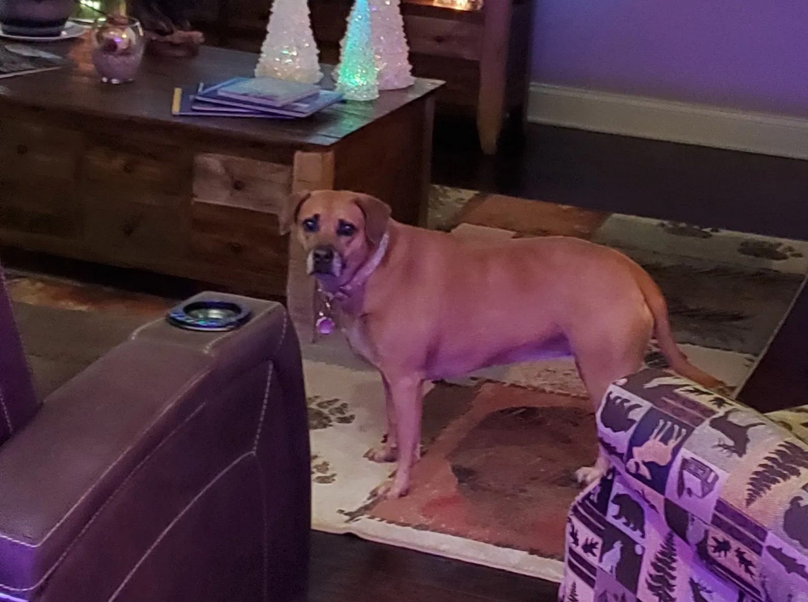 Lost dog in Oak Ridge, TN, 37830