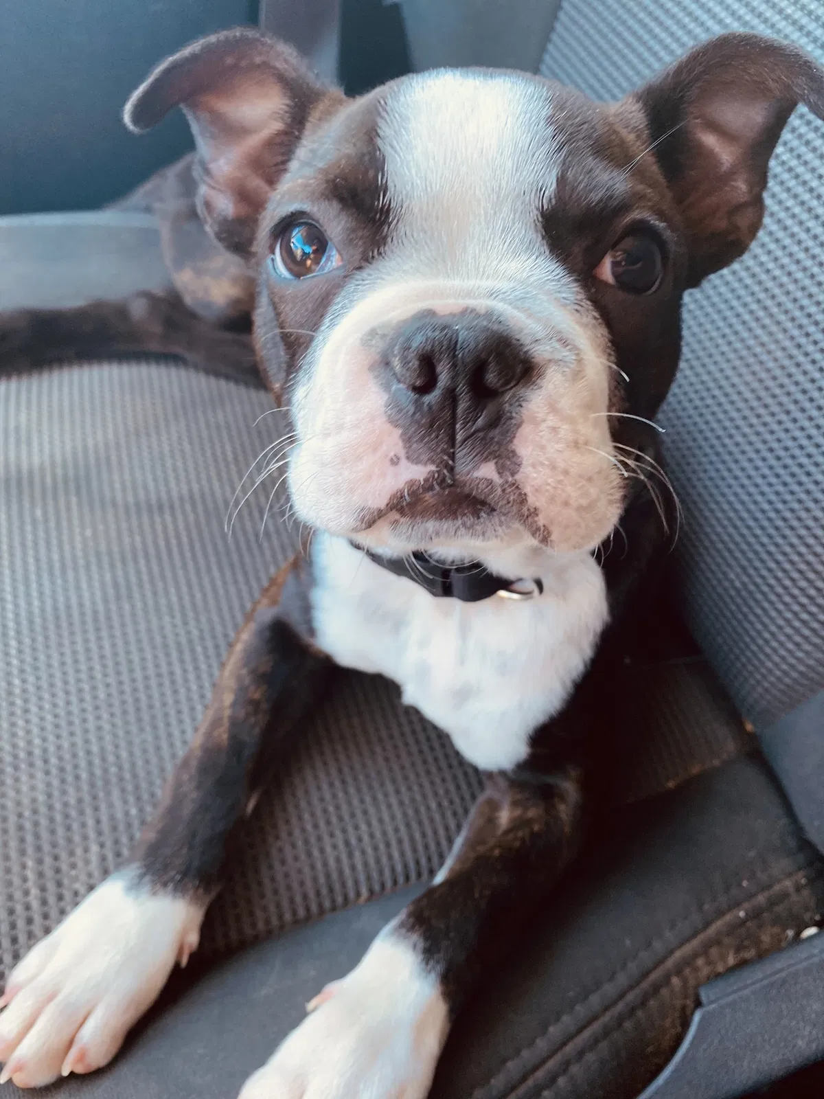 Lost dog in Keene, TX, 76059