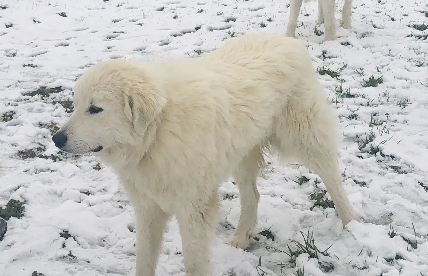 Lost dog in Section, AL, 35771
