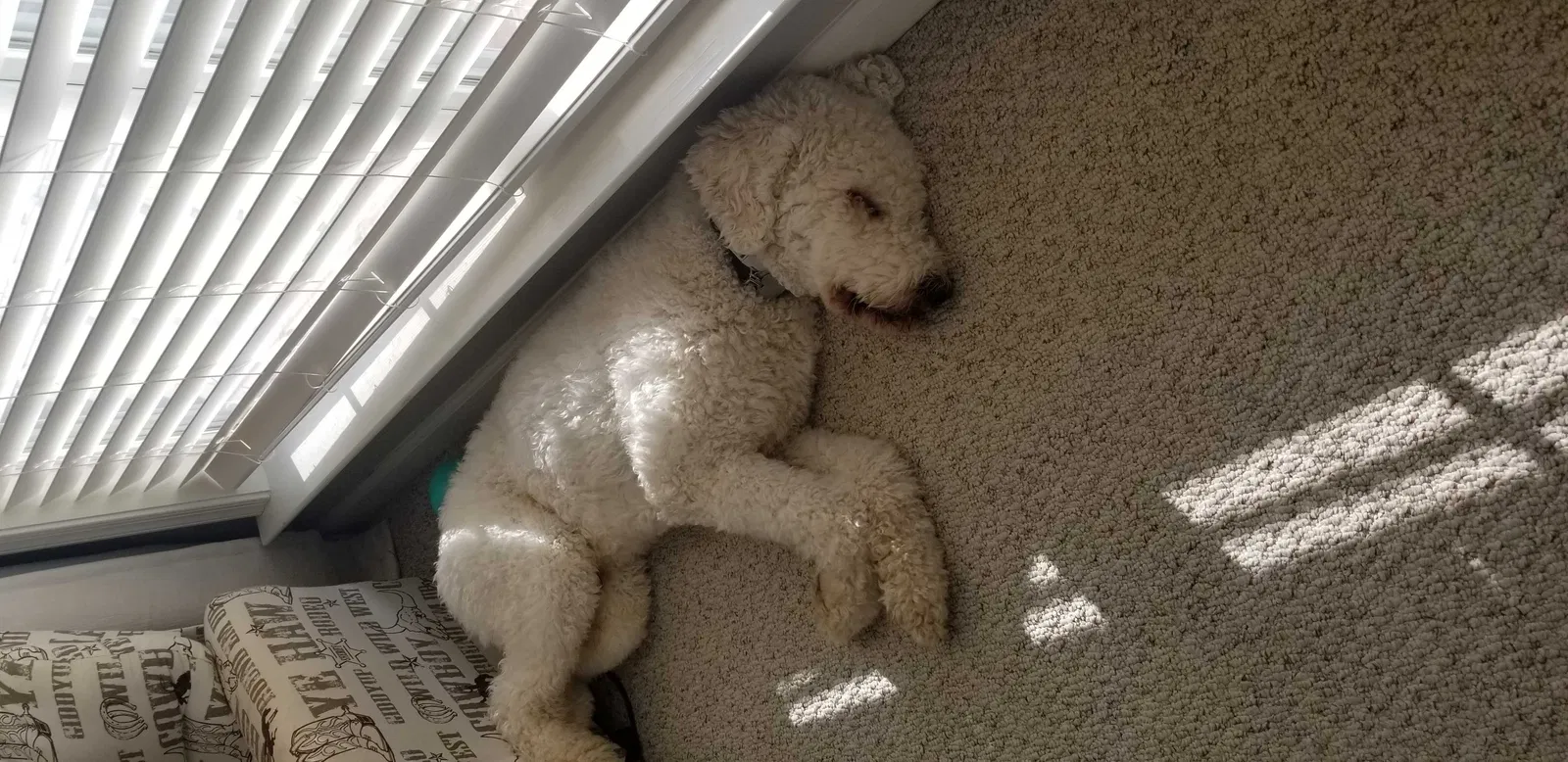Lost dog in Trussville, AL, 35173