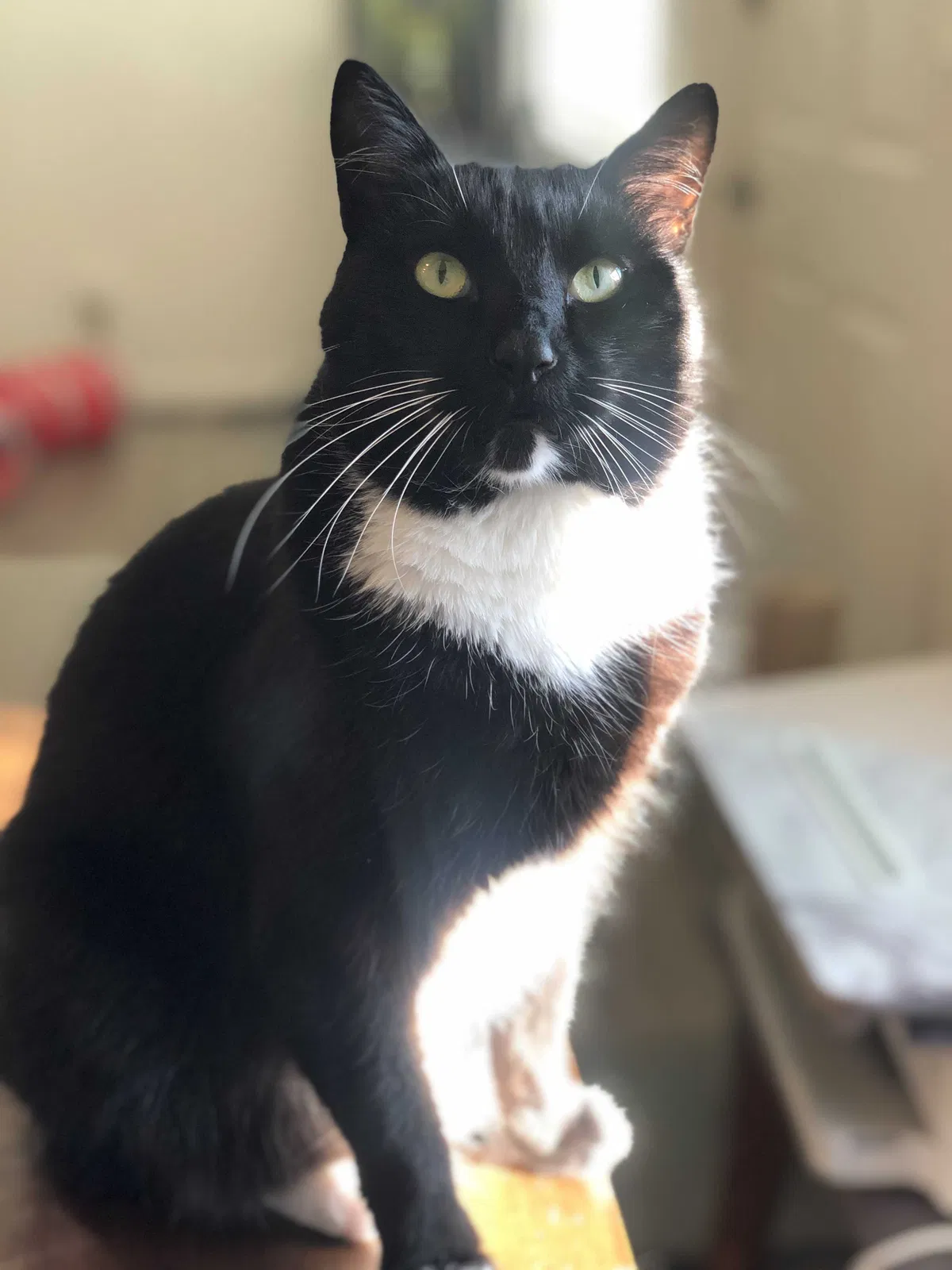 Lost cat in Ventura, CA, 93003