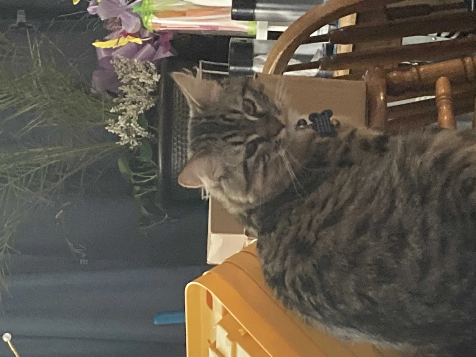 Lost cat in Saint Peters, MO, 63376