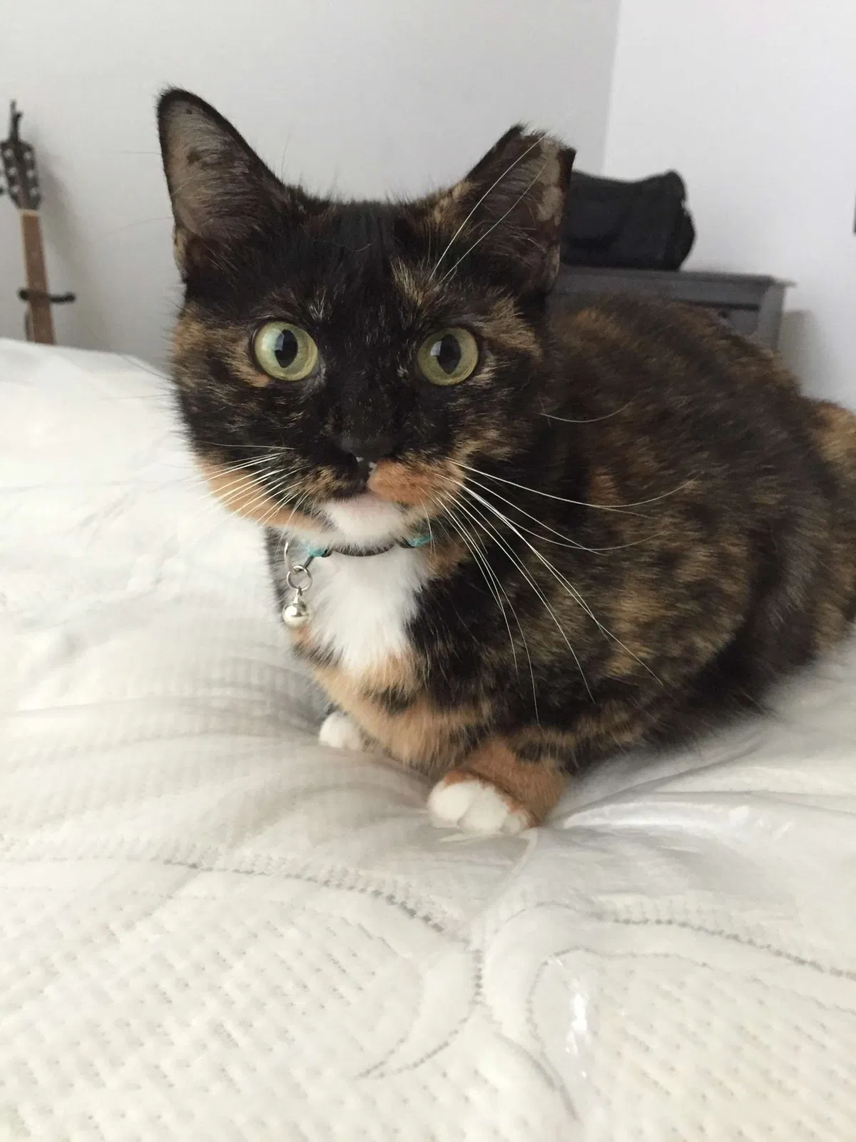Lost cat in Spring, TX, 77380