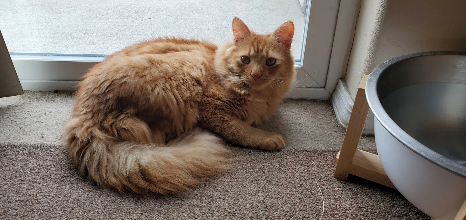 Lost cat in Coeur D Alene, ID, 83815