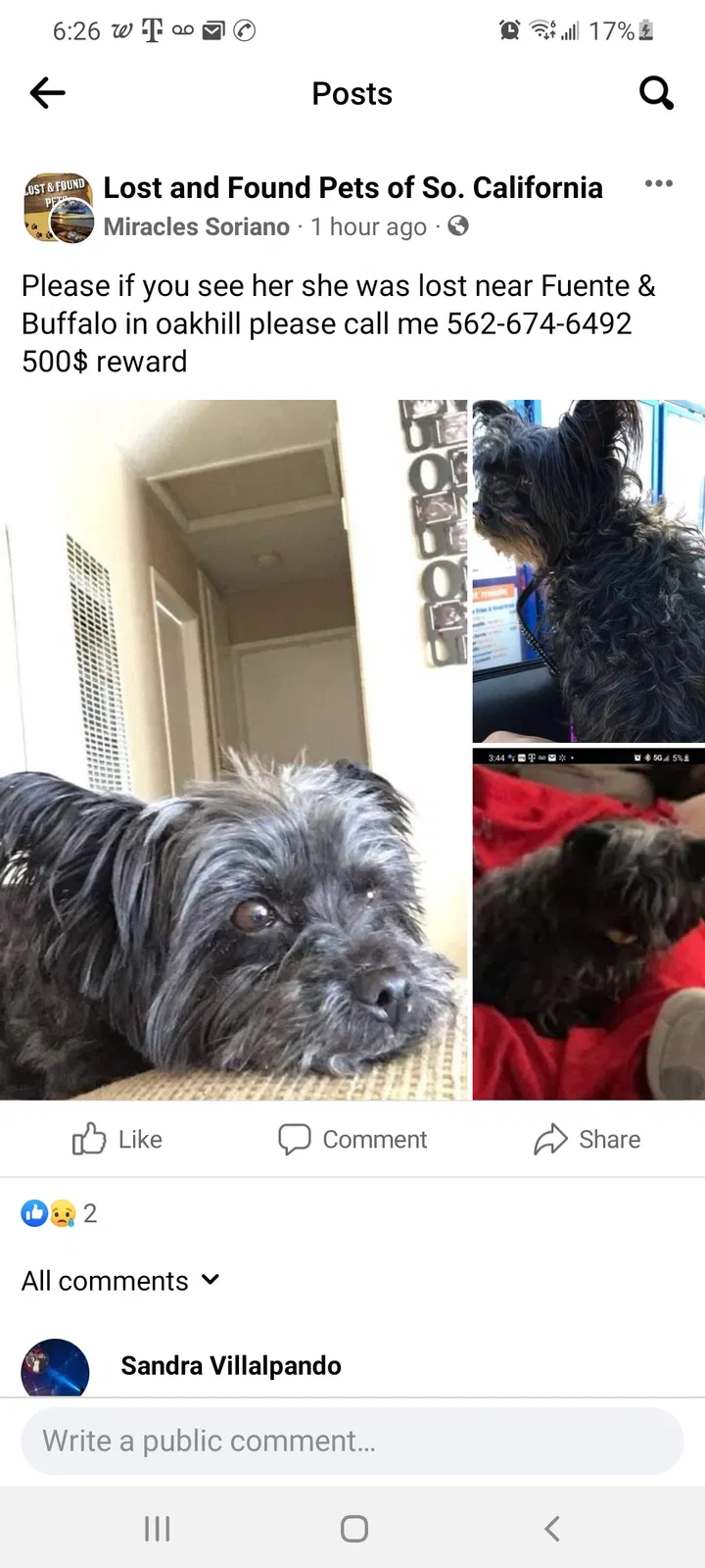 Lost dog in Hesperia, CA, 92344