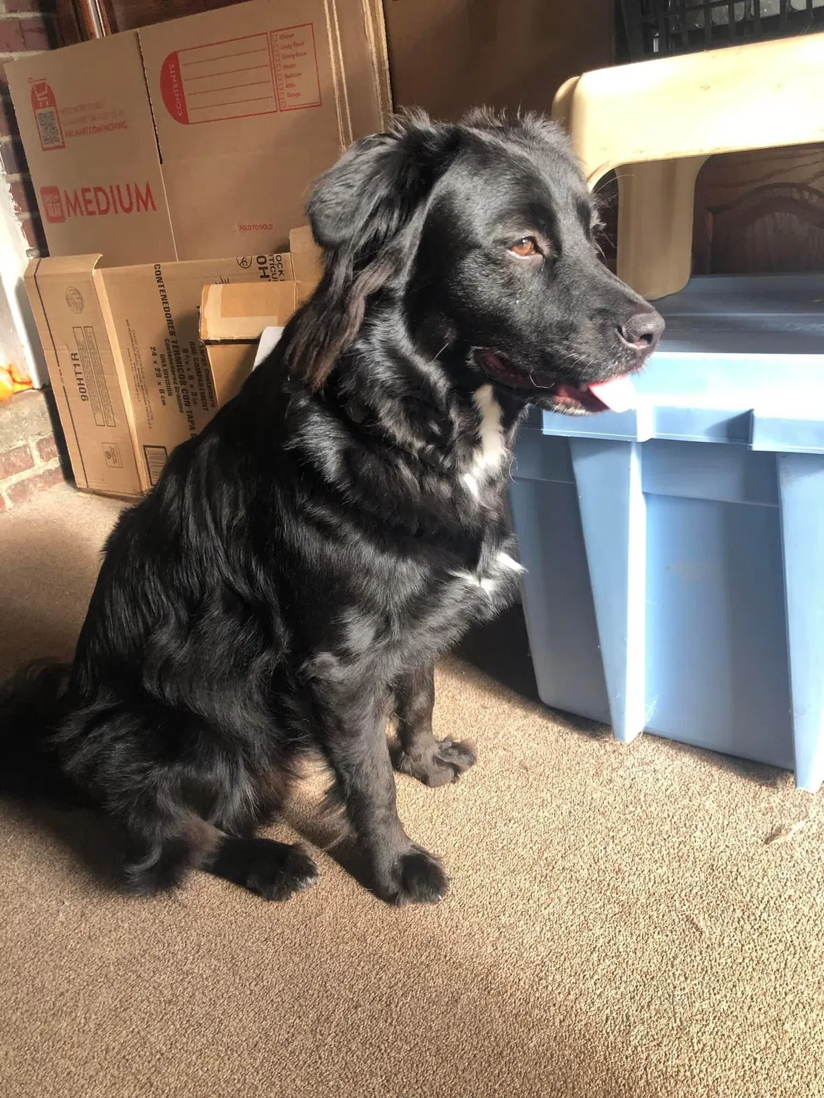 Lost dog in Kunkletown, PA, 18058