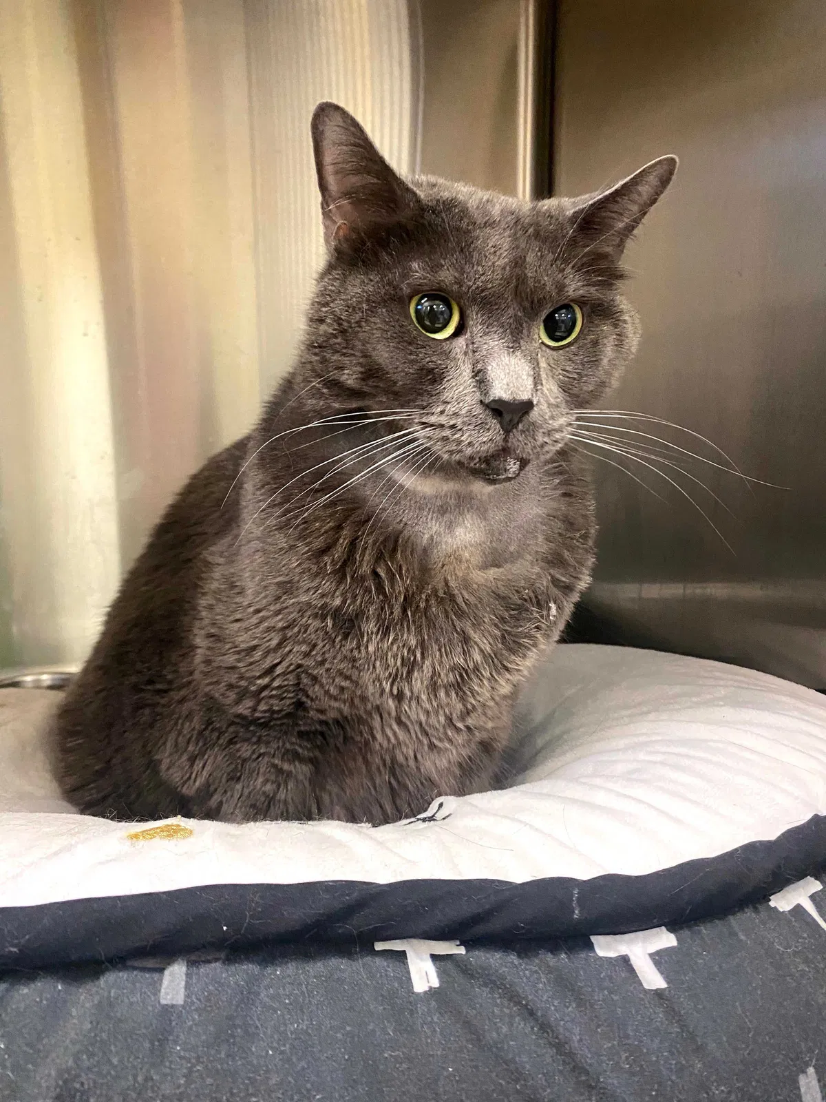 Lost cat in Miami, FL, 33166