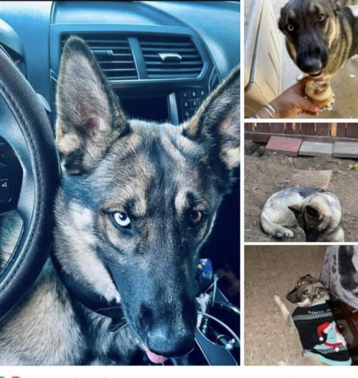 Lost dog in Salinas, CA, 93908