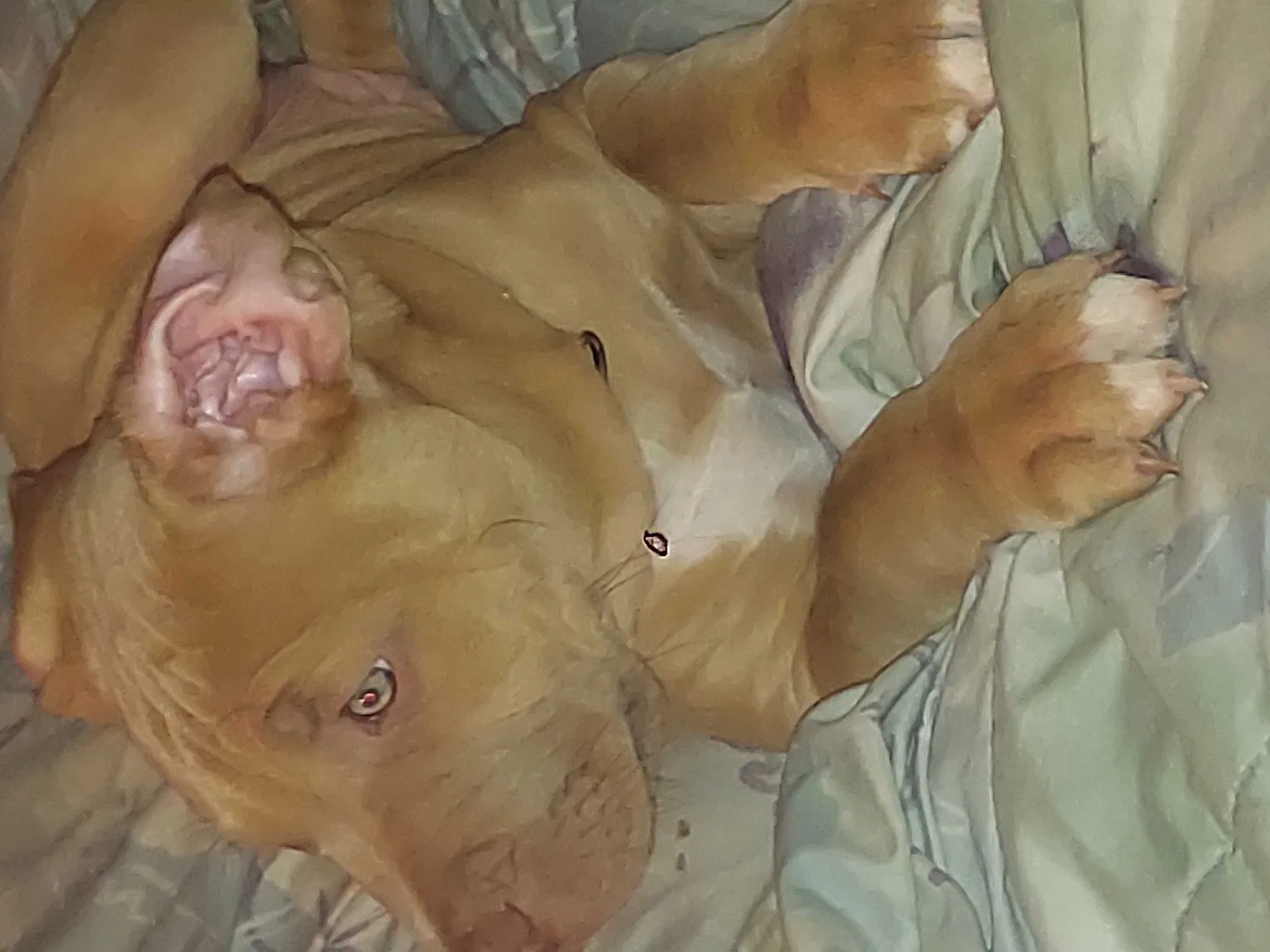 Lost dog in Charlotte, NC, 28210