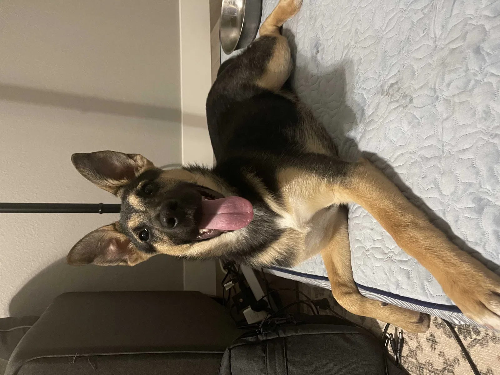 Found dog in Moreno Valley, CA, 92555