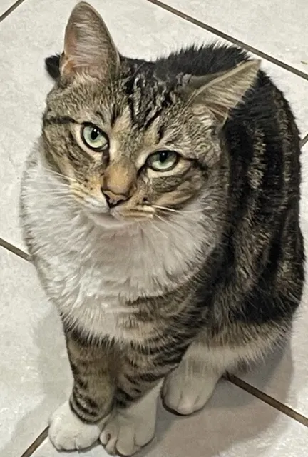Lost cat in West Orange, NJ, 7052