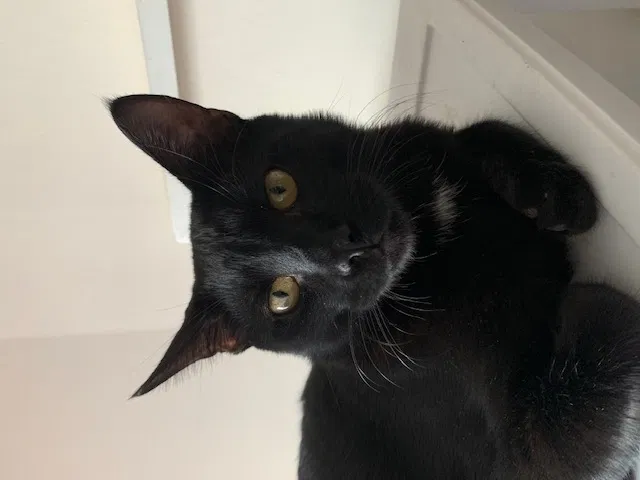 Lost cat in Brooklyn, NY, 11233