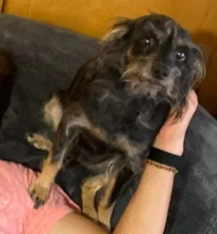 Lost dog in Denver, CO, 80232
