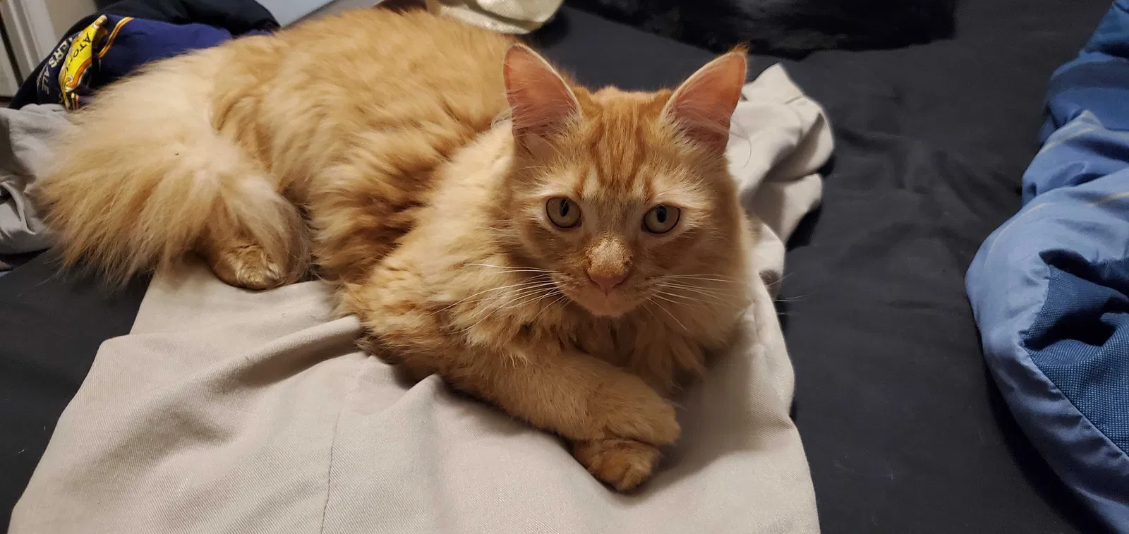 Lost cat in Coeur D Alene, ID, 83815