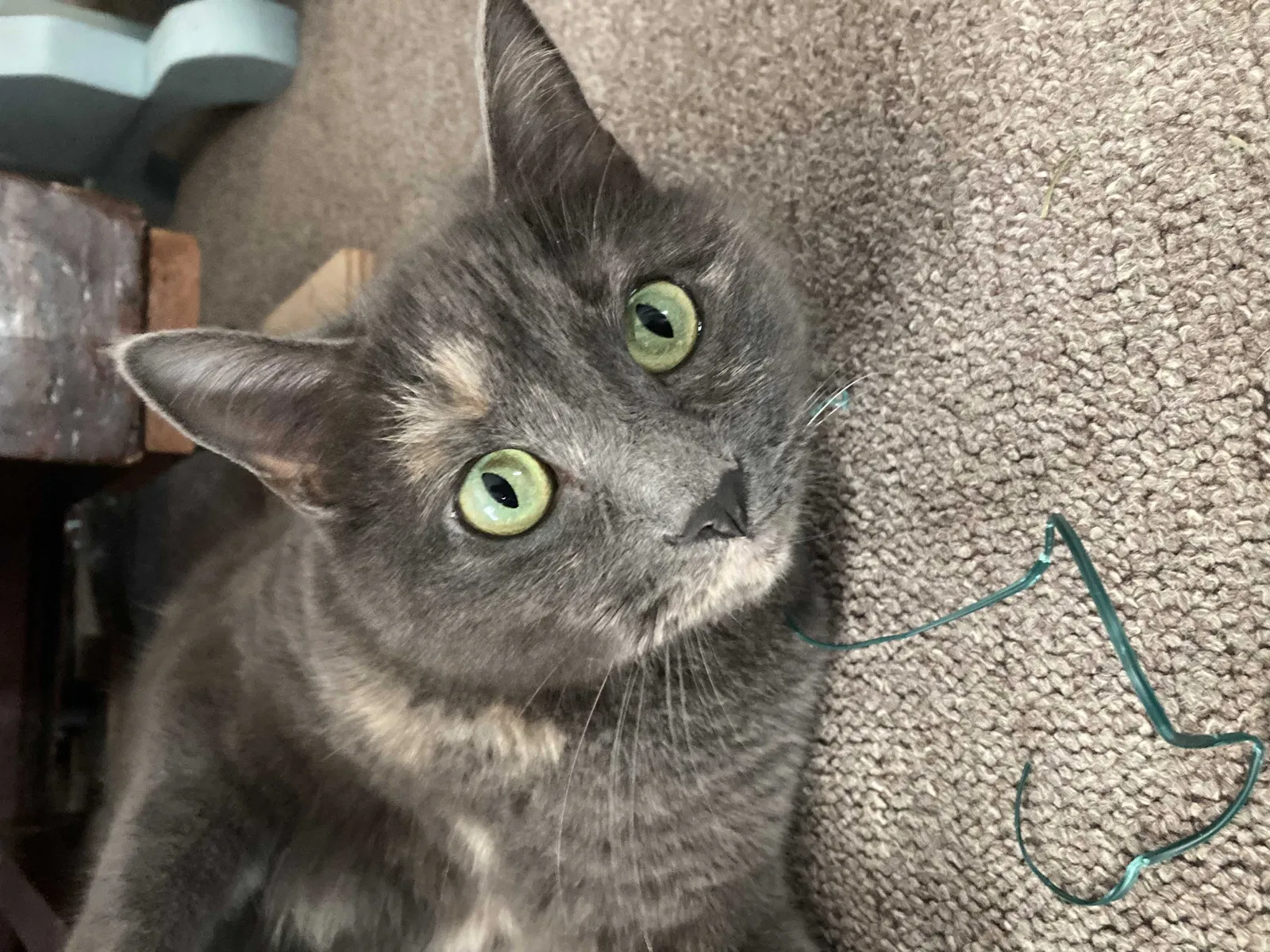 Lost cat in Atlanta, GA, 30318