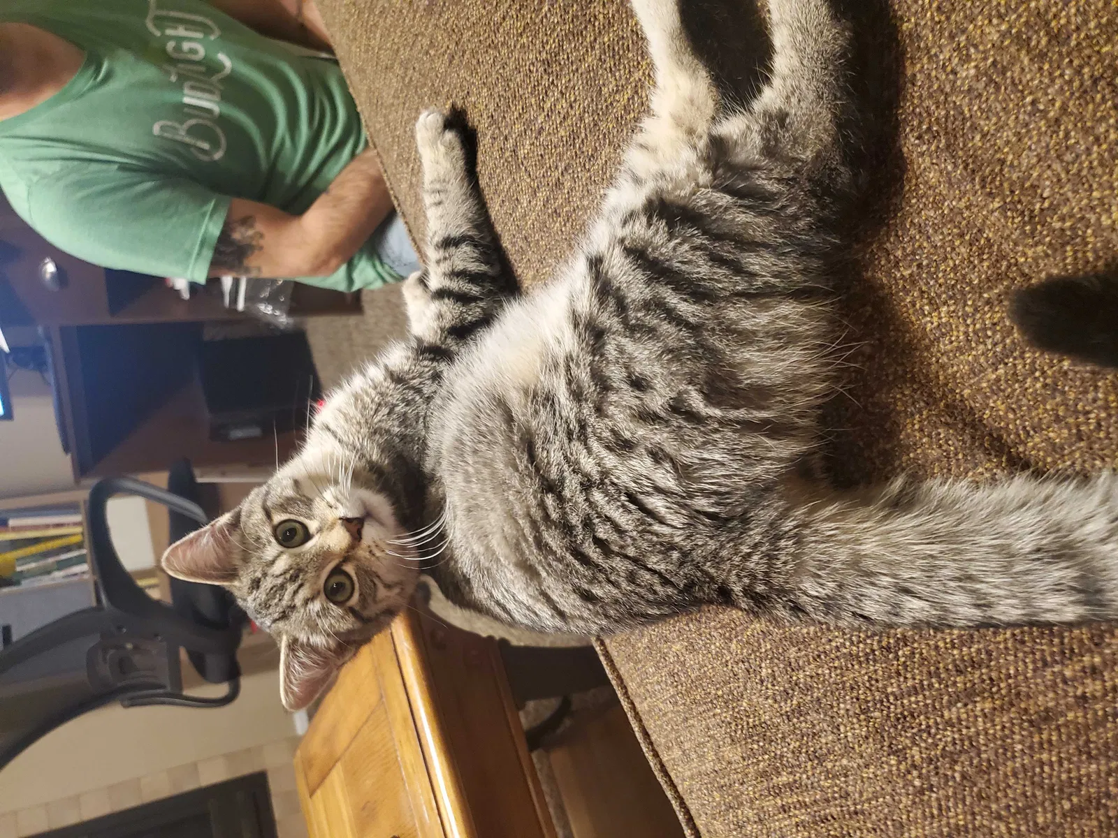 Lost cat in Loveland, CO, 80538