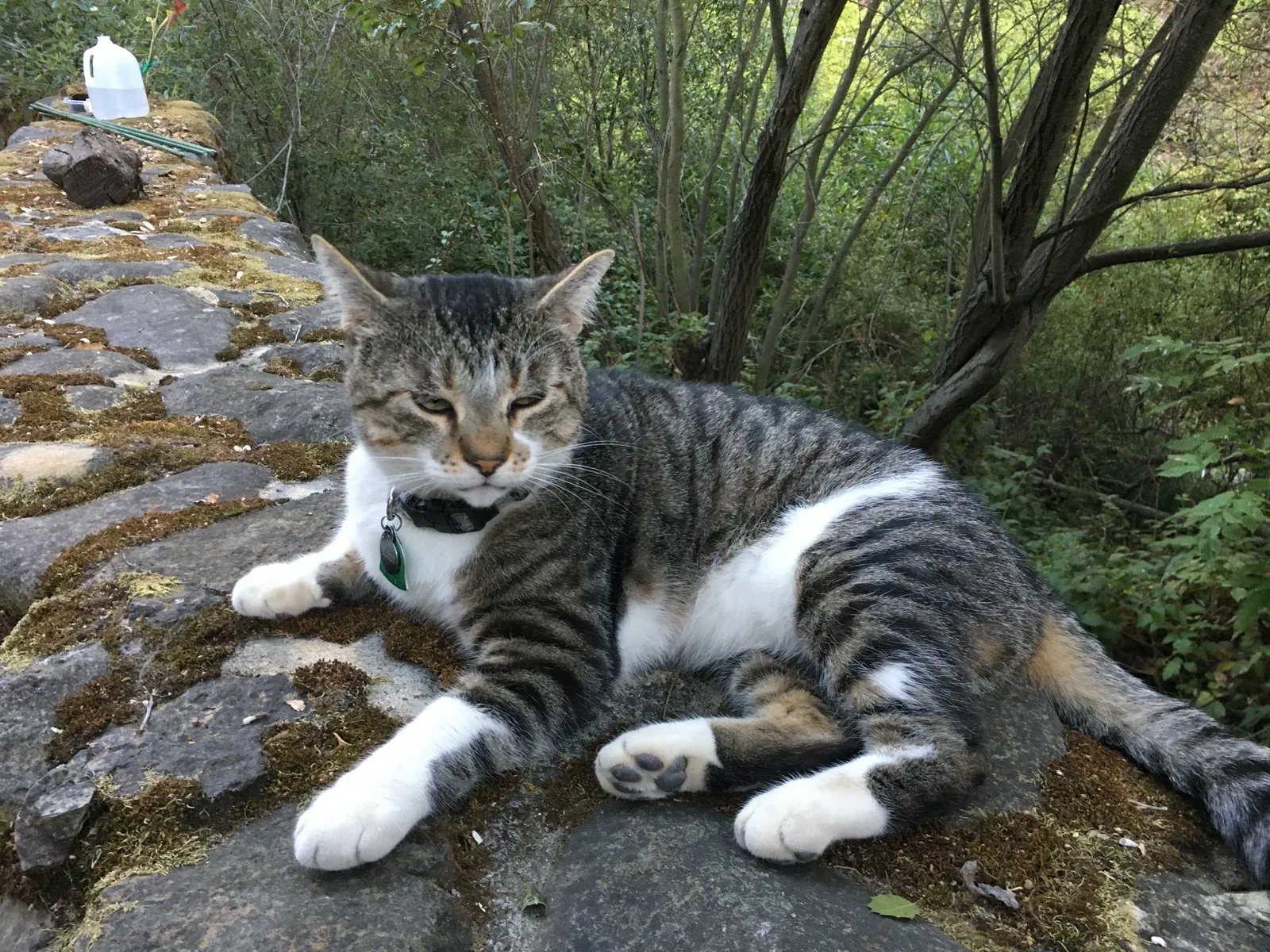Lost cat in Menlo Park, CA, 94025