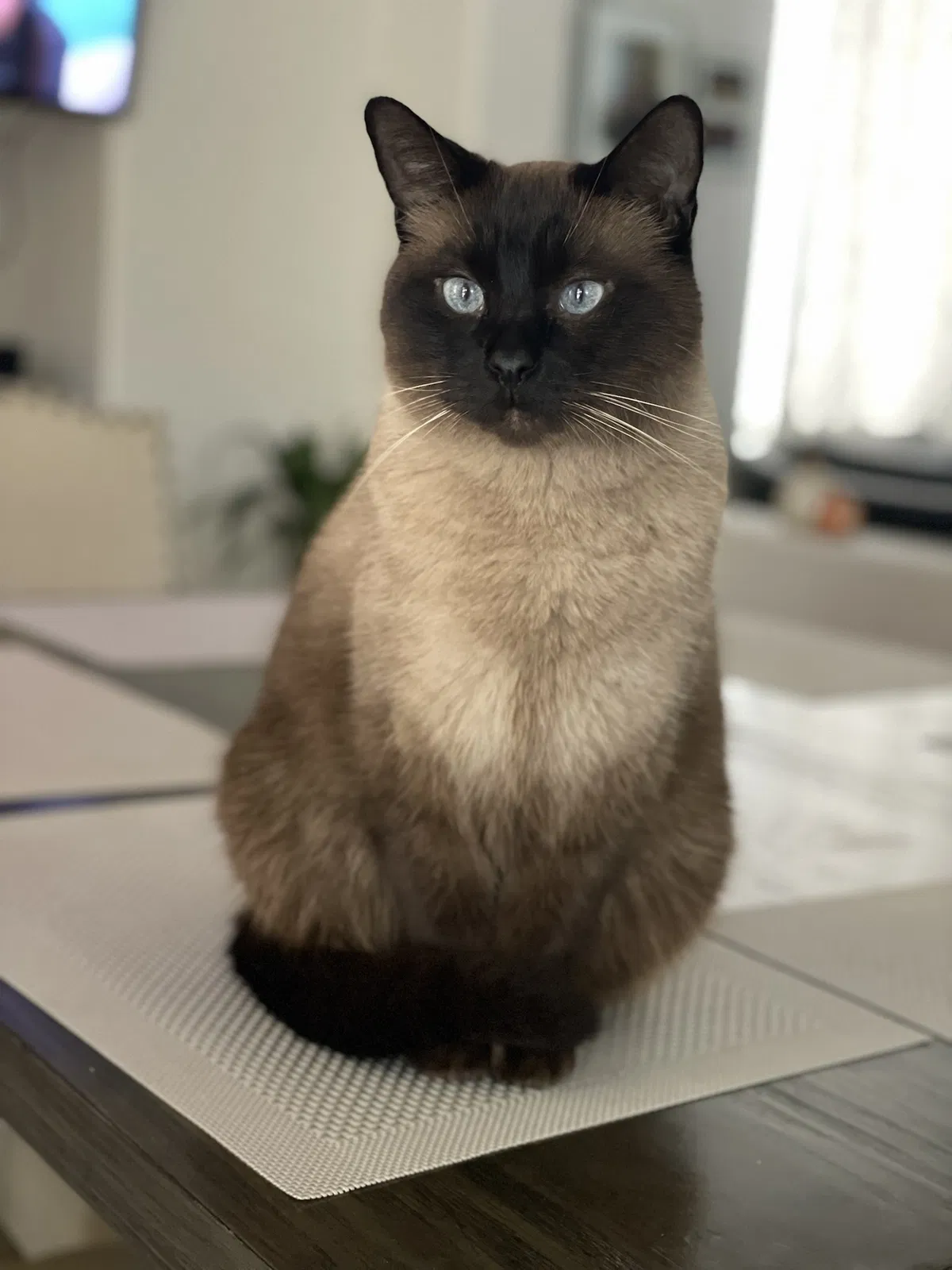 Lost cat in San Diego, CA, 92154