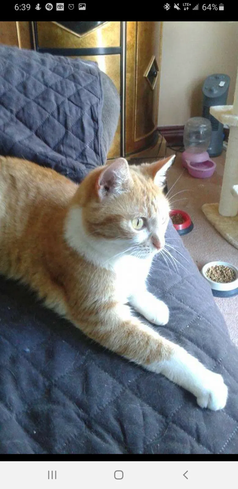 Lost cat in Grand Prairie, TX, 75054