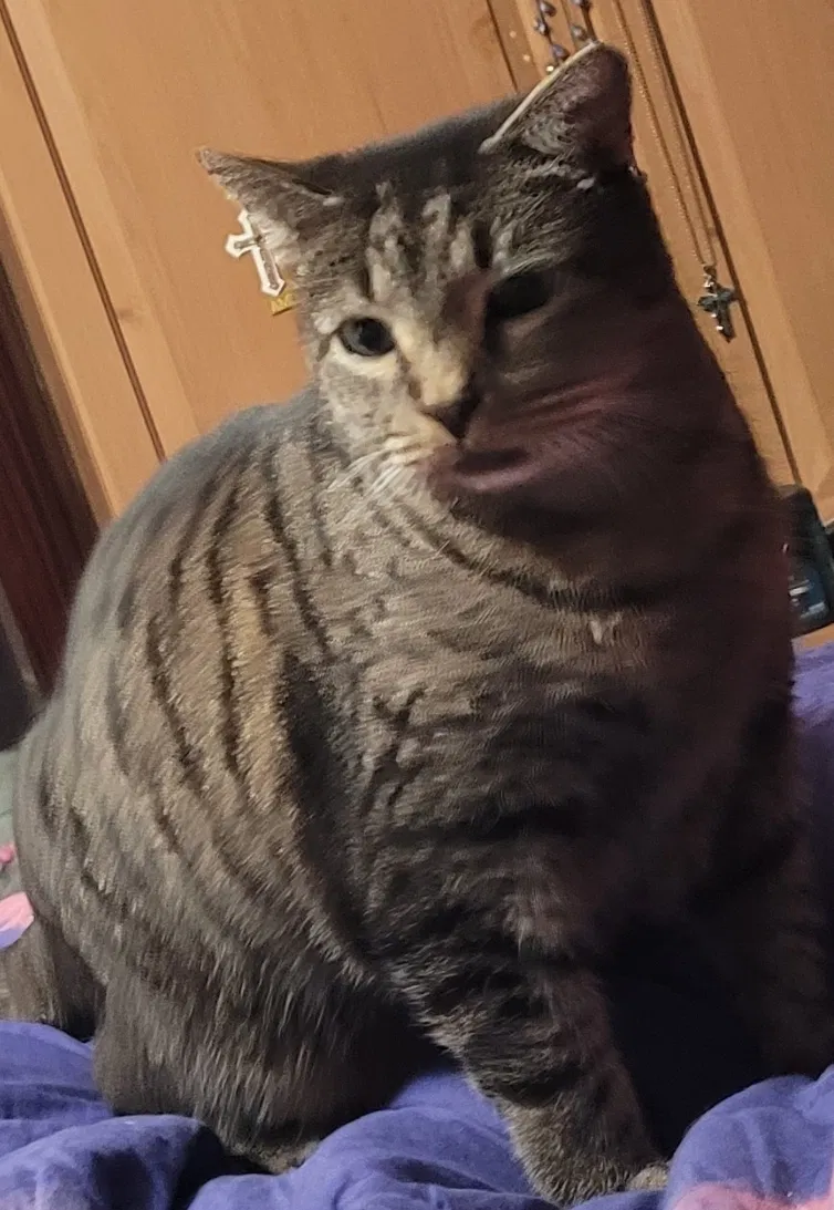 Lost cat in Macon, GA, 31210