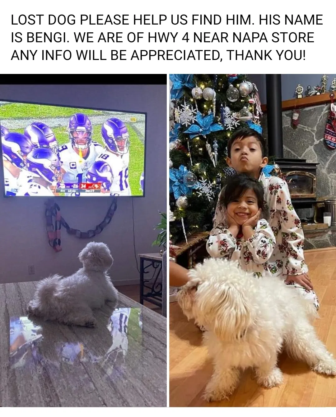 Lost dog in Arnold, CA, 95223