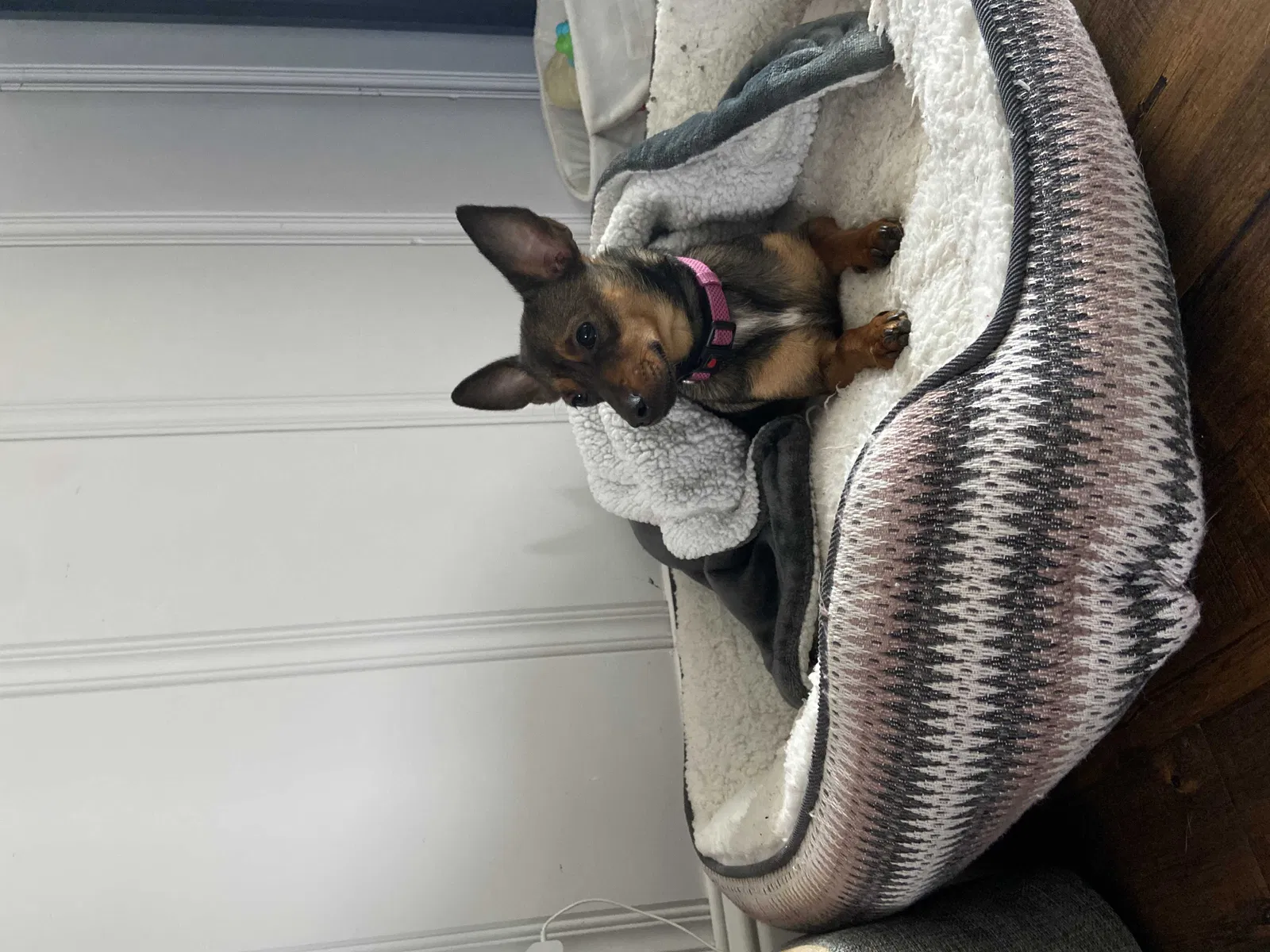Lost dog in Richmond, CA, 94804