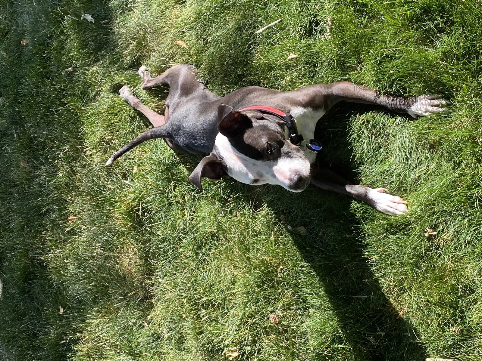 Lost dog in Winston Salem, NC, 27107