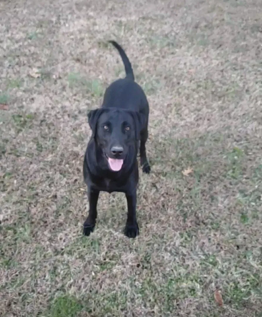 Lost dog in Belvidere, TN, 37306