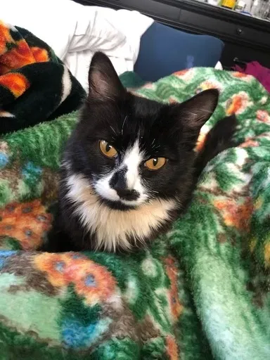 Lost cat in Fredericksburg, VA, 22401