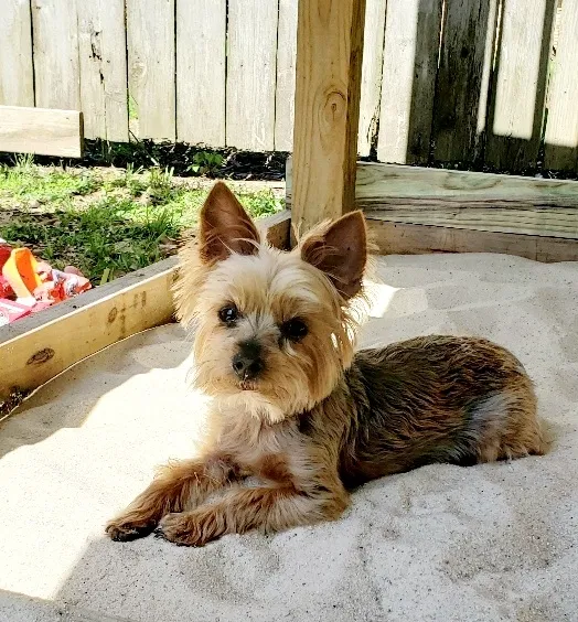Lost dog in Lafayette, LA, 70508