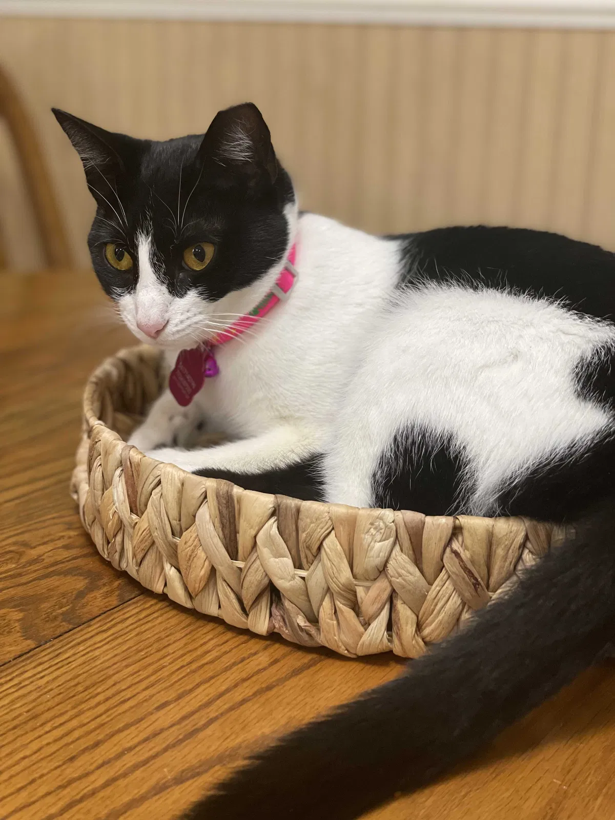 Lost cat in Fort Pierce, FL, 34982