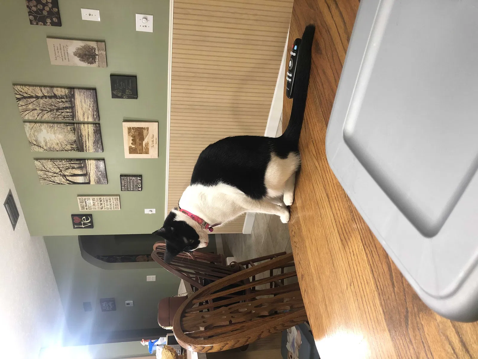 Lost cat in Fort Pierce, FL, 34982