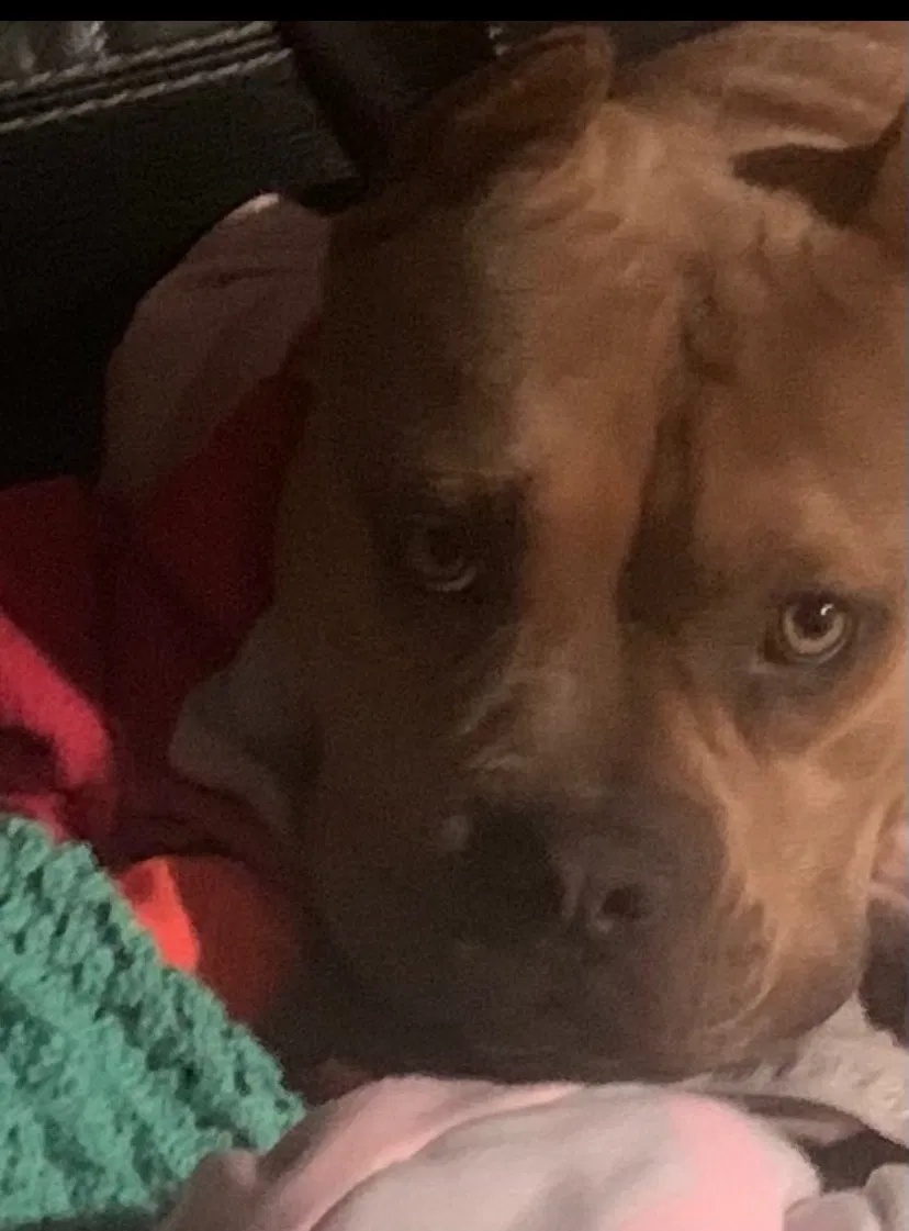 Lost dog in Louisville, KY, 40210