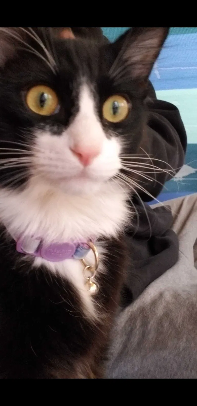 Lost cat in Las Vegas, NV, 89122