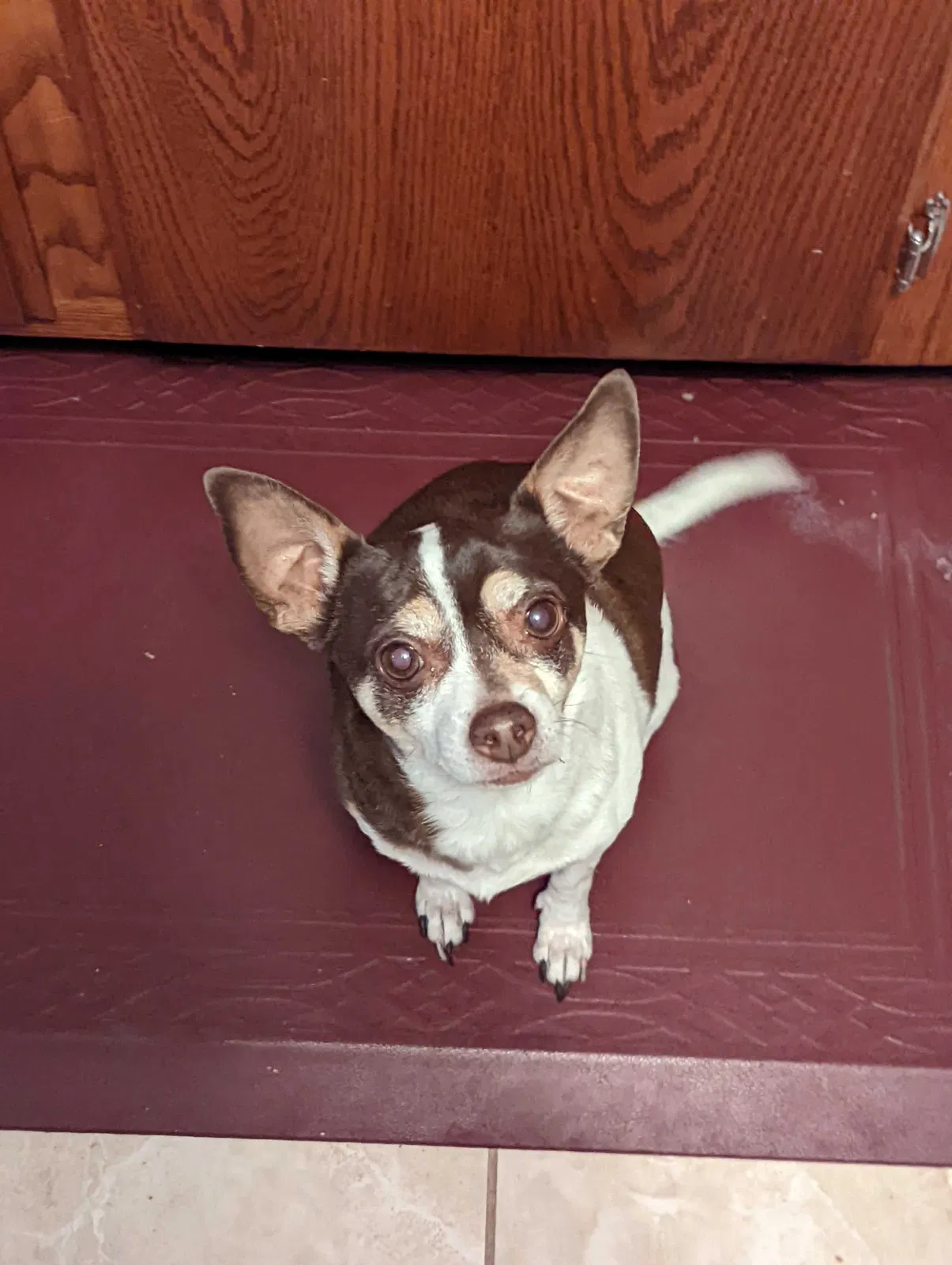 Lost dog in Aurora, CO, 80014
