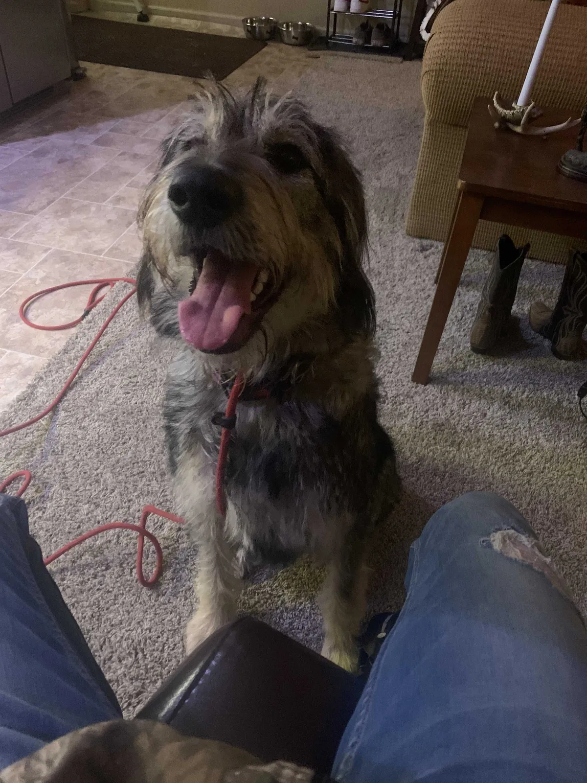Lost dog in Elkhart, IN, 46516