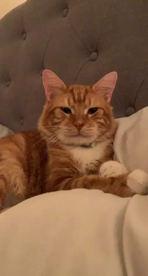 Lost cat in Denton, TX, 76209