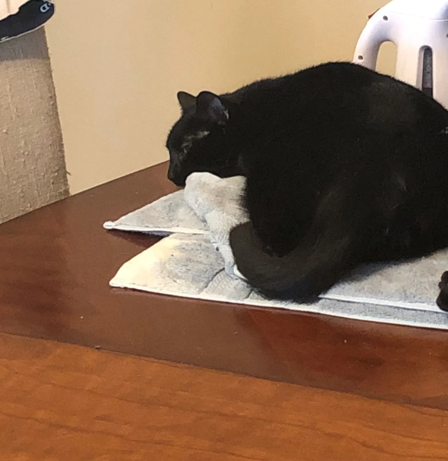 Lost cat in Naples, FL, 34117
