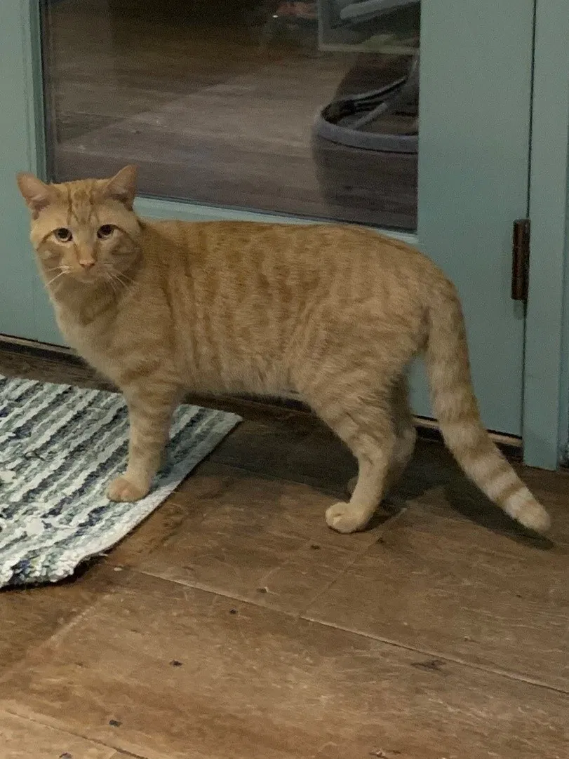 Lost cat in Cumberland, RI, 2864