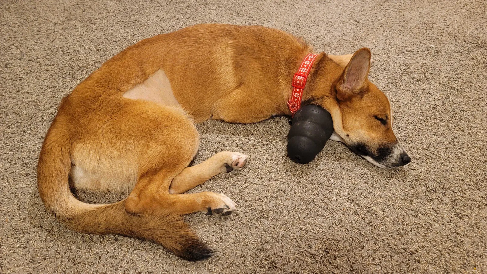 Lost dog in Chandler, AZ, 85225