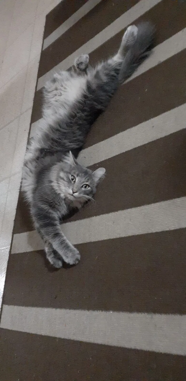 Lost cat in Aurora, IL, 60506