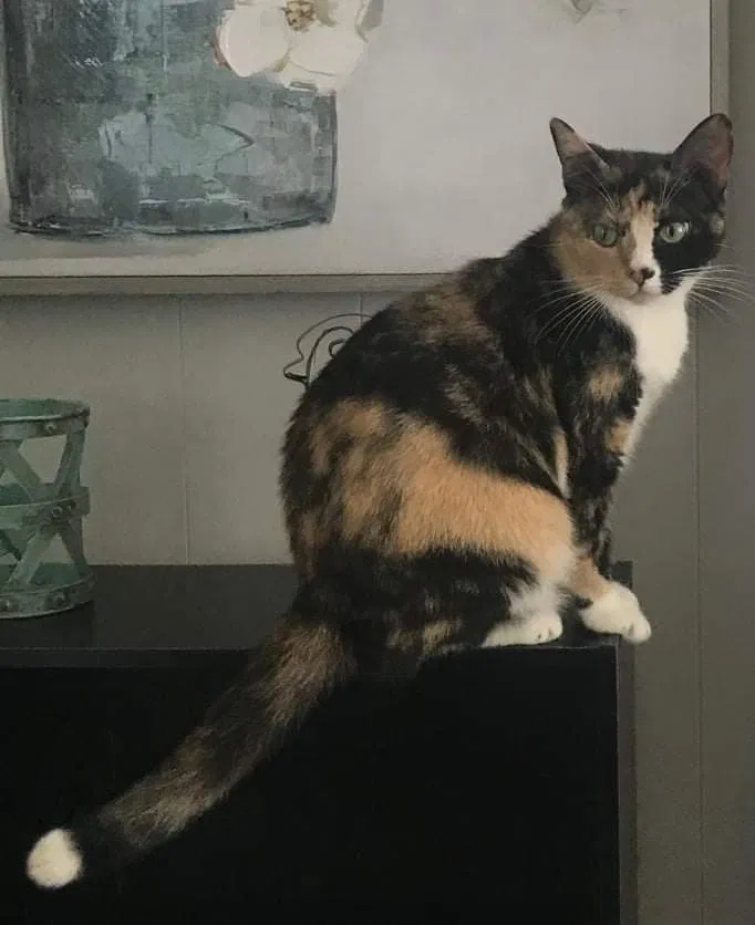 Lost cat in Clearwater, FL, 33761