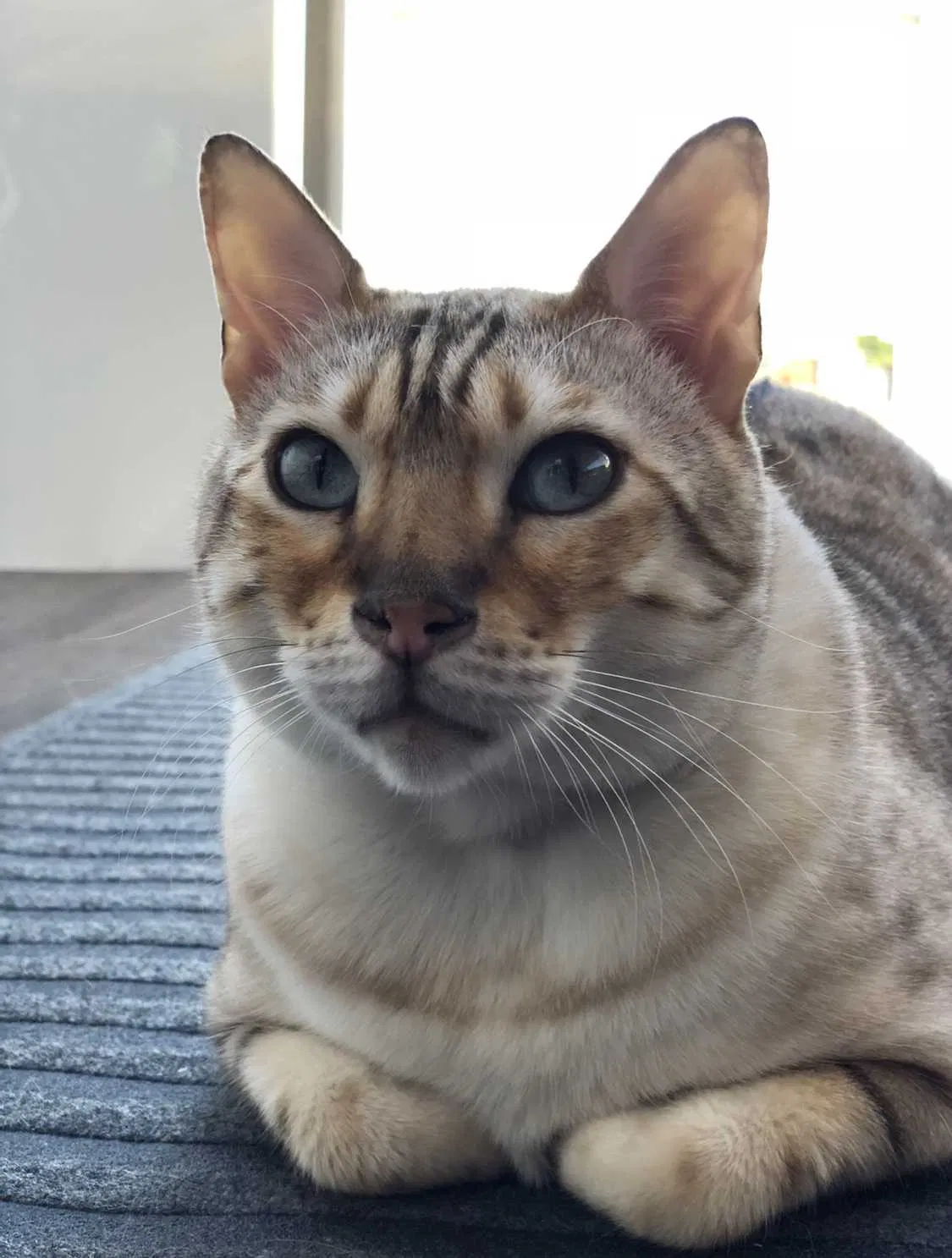 Lost cat in Seattle, WA, 98199