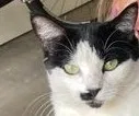 Lost cat in Abilene, TX, 79601