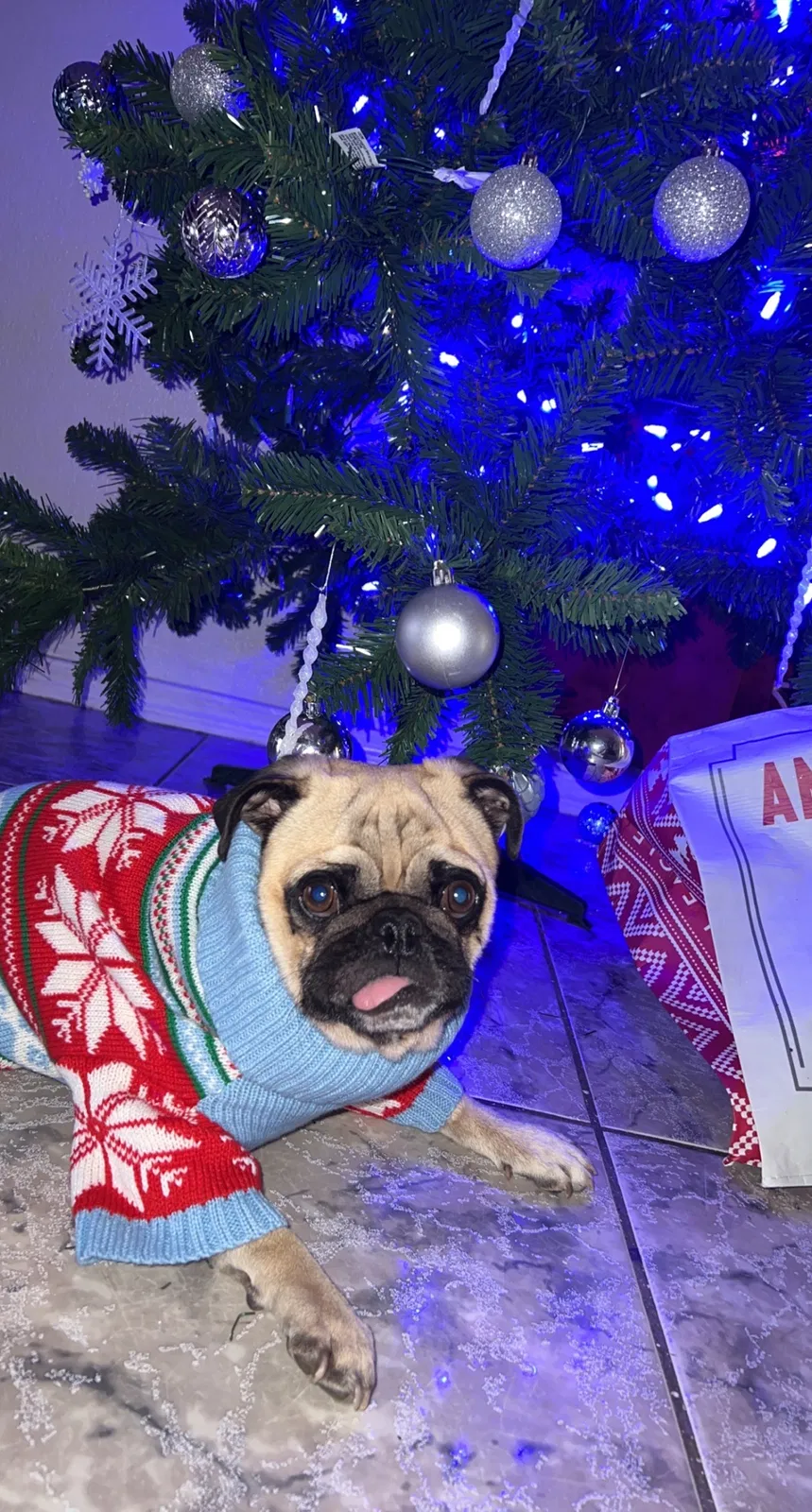 Lost dog in Phoenix, AZ, 85043