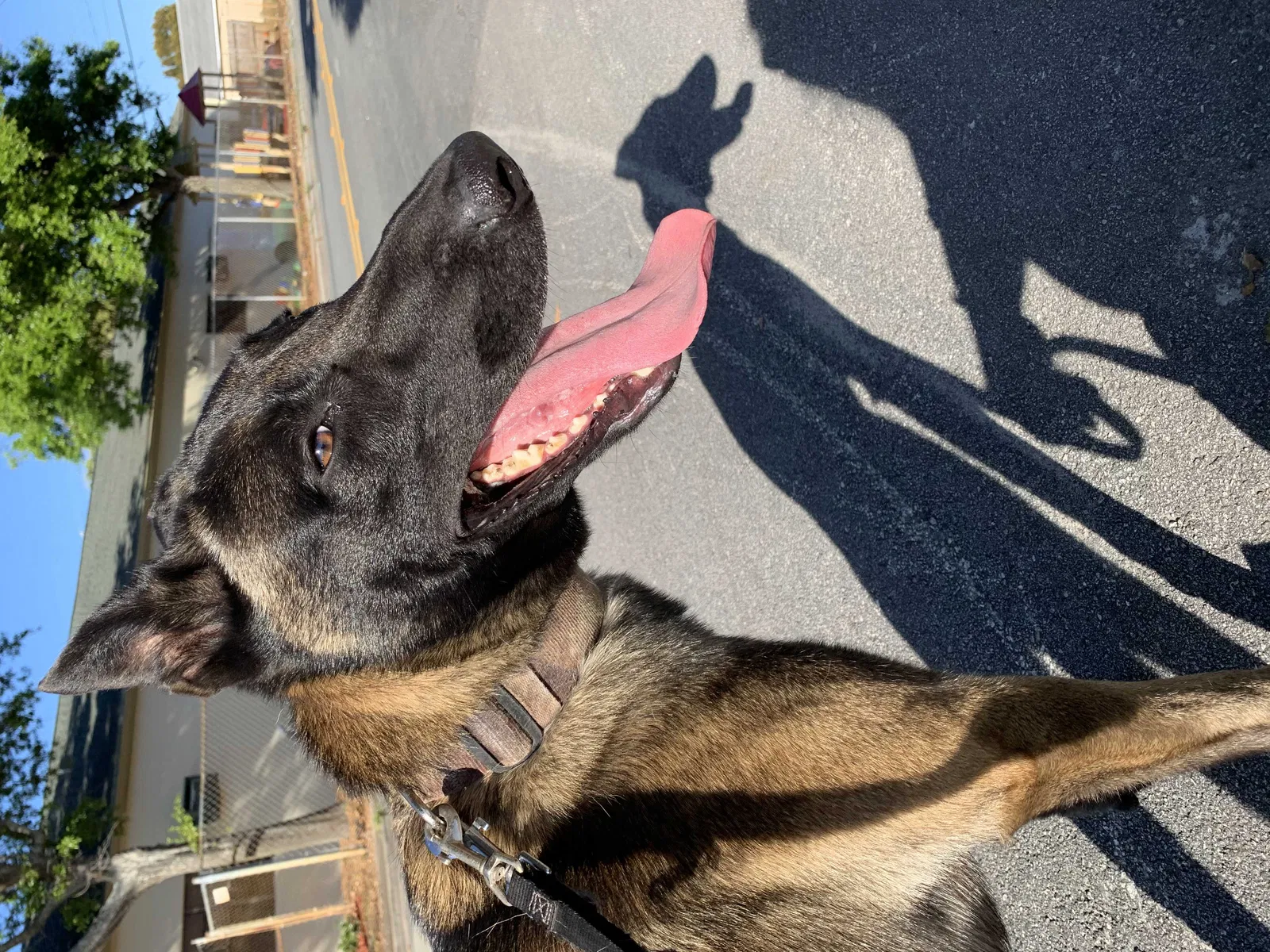 Lost dog in Lake Worth, FL, 33460