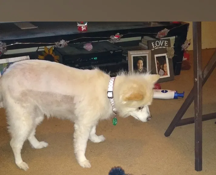 Lost dog in Dayton, OH, 45406